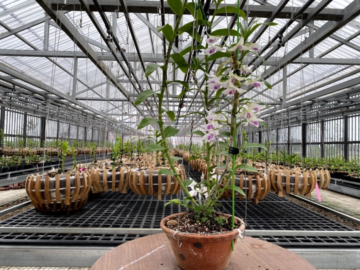 Mái lợp phù hợp cho vườn lan